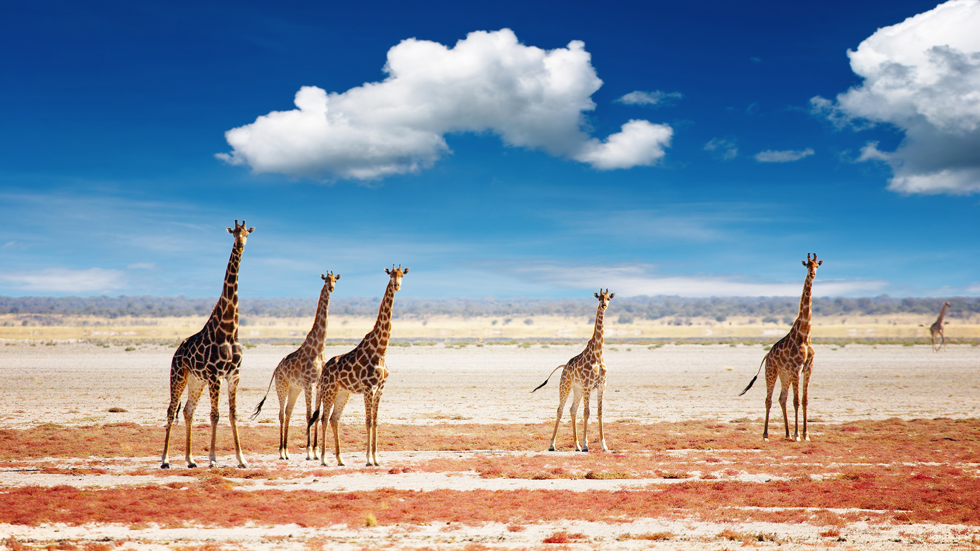 Etosha National Park