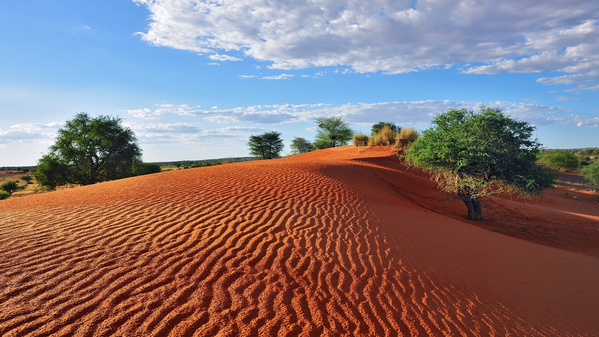 Kalahari Desert 